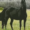 Black Horse In Flowers Field Diamond Painting