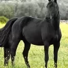 Black Horse In Flowers Field Diamond Painting