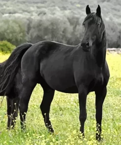 Black Horse In Flowers Field Diamond Painting