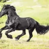 Black Horse Running Diamond Painting