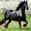 Black Horse With White Trees Diamond Painting