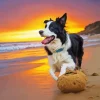 Border Collie In Beach Diamond Painting