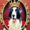 Border Collie With Crown Diamond Painting