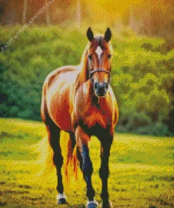 Brown Horse In Sunrise Light Diamond Painting