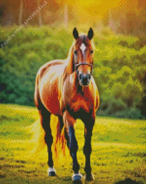 Brown Horse In Sunrise Light Diamond Painting