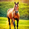 Brown Horse In Sunrise Light Diamond Painting