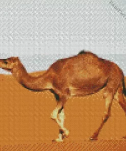 Camel In Desert Diamond Painting