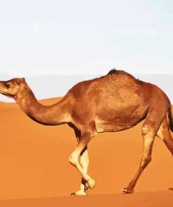 Camel In Desert Diamond Painting