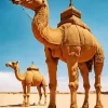 Camels Diamond Painting