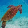 Chelonia Mydas Sea Turtle Diamond Painting