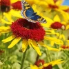 Coneflower And Butterfly Diamond Painting