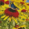 Coneflower And Butterfly Diamond Painting