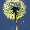 Dandelion In A Blue Sky Diamond Painting