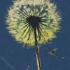 Dandelion In A Blue Sky Diamond Painting