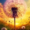 Dandelion With Sunrise Diamond Painting