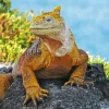 Galapagos Land Iguana Diamond Painting