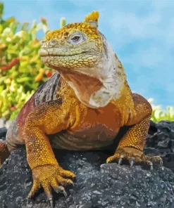 Galapagos Land Iguana Diamond Painting