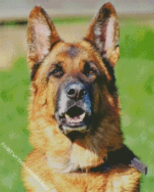 German Shepherd Animal Diamond Painting