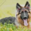 German Shepherd Diamond Painting