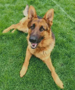 German Shepherd In Grass Diamond Painting