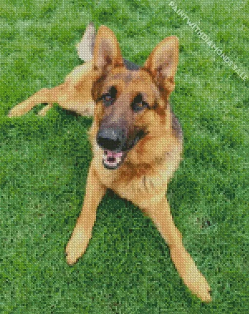 German Shepherd In Grass Diamond Painting