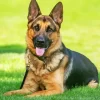 German Shepherd On Grass Diamond Painting