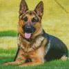 German Shepherd On Grass Diamond Painting