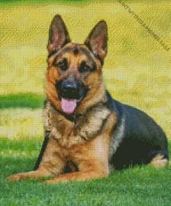 German Shepherd On Grass Diamond Painting