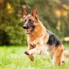 German Shepherd Playing Diamond Painting