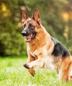 German Shepherd Playing Diamond Painting