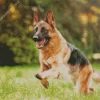 German Shepherd Playing Diamond Painting