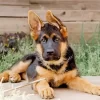 German Shepherd Puppy Diamond Painting