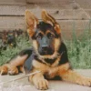 German Shepherd Puppy Diamond Painting