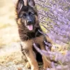 German Shepherd With Levender Diamond Painting