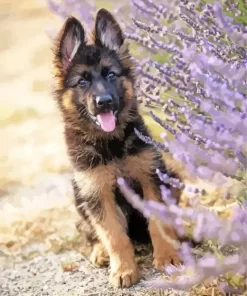 German Shepherd With Levender Diamond Painting