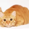 Ginger Cat Lying Down Diamond Painting