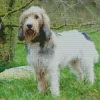 Grand Basset Griffon Vendeen Diamond Painting