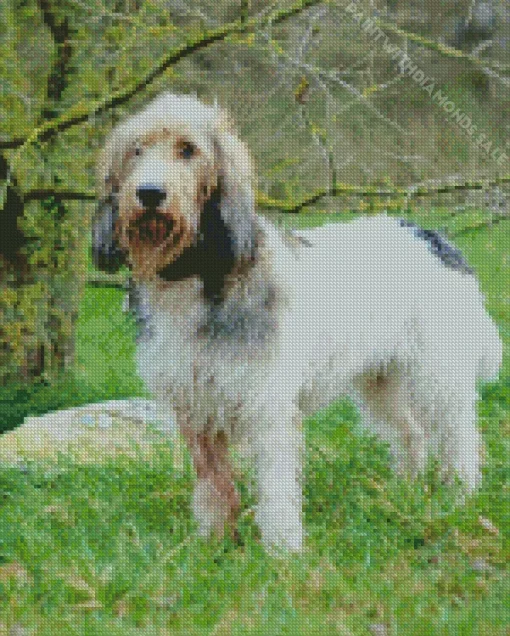 Grand Basset Griffon Vendeen Diamond Painting