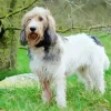 Grand Basset Griffon Vendeen Diamond Painting