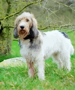 Grand Basset Griffon Vendeen Diamond Painting