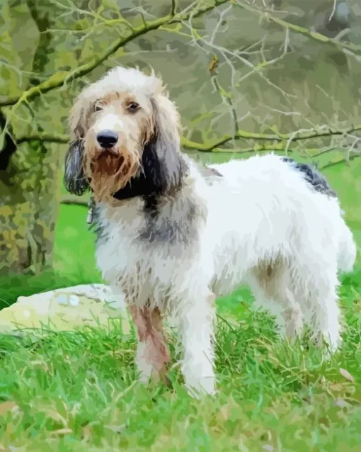 Grand Basset Griffon Vendeen Diamond Painting