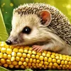 Hedgehog Eating Corn Diamond Painting