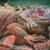 Iguana Animal Diamond Painting