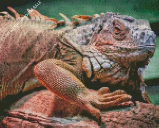 Iguana Animal Diamond Painting