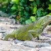 Iguana Curacao Diamond Painting