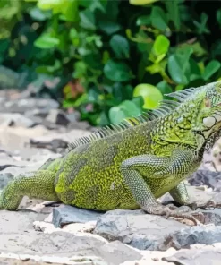 Iguana Curacao Diamond Painting