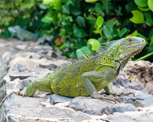 Iguana Curacao Diamond Painting