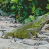 Iguana Curacao Diamond Painting