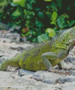 Iguana Curacao Diamond Painting