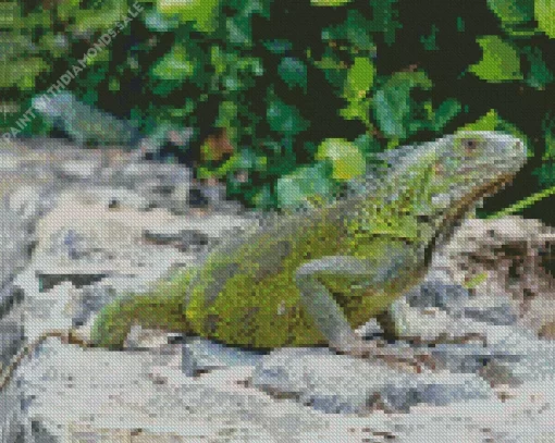 Iguana Curacao Diamond Painting